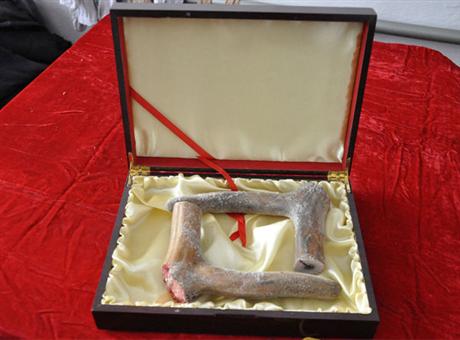 鹿茸